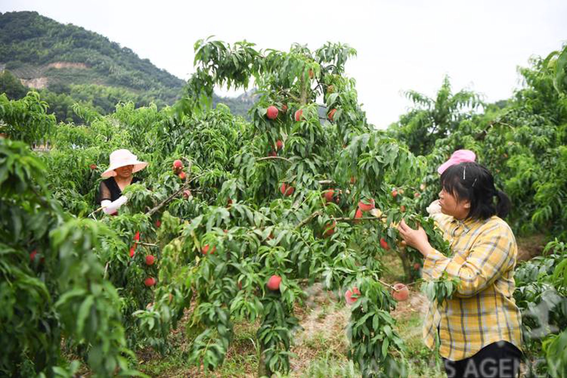 马庄蜜桃基地